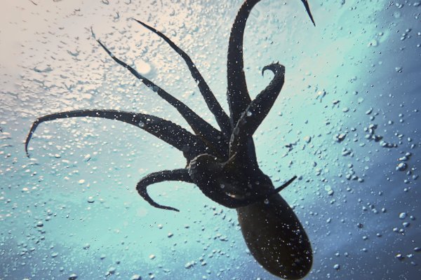 Kraken tor зеркало