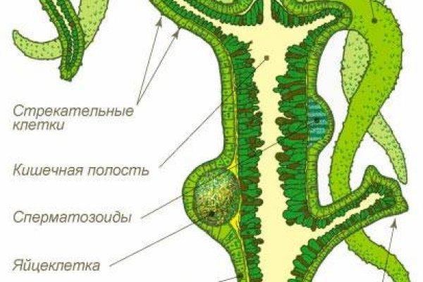 Kraken сайт даркнет