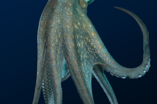 Кракен официальная ссылка kraken torion