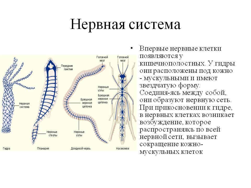 Кракен маркетплейс ссылка